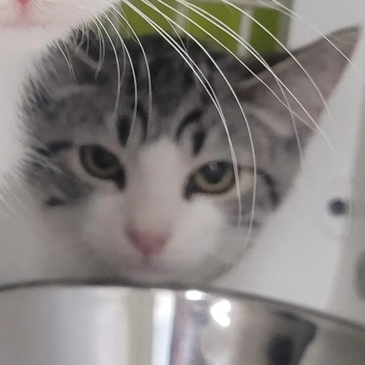 A baby small-sized male Gray / Blue / Silver Domestic Short Hair cat named Lanner for adoption in Rochester, MN