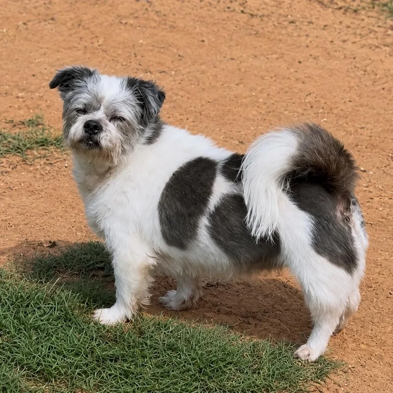 An adult small-sized female Black Terrier dog named Bee for adoption in Pelham, NH