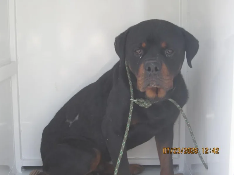 An adult large-sized male Rottweiler dog named A for adoption in Los Angeles, CA