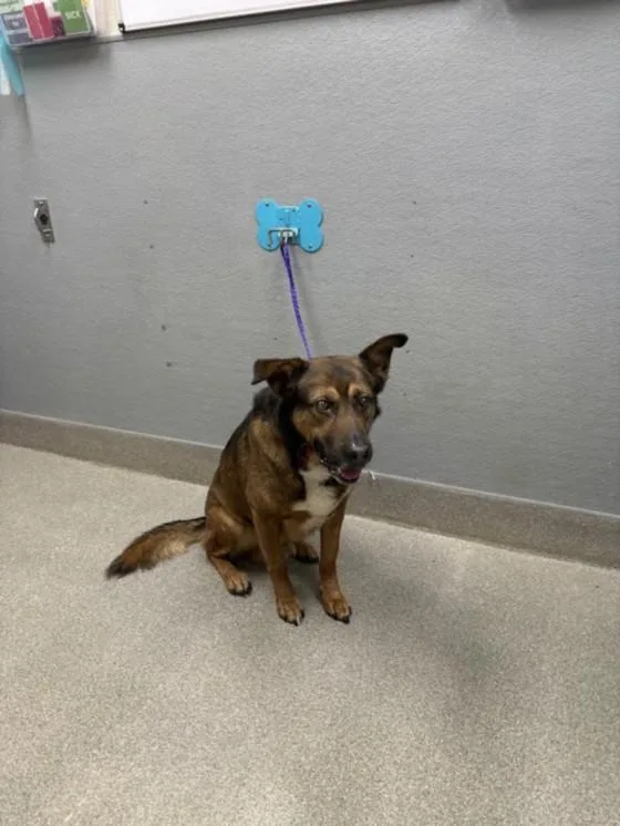 An adult large-sized male German Shepherd Dog dog named Jax for adoption in Las Vegas, NV