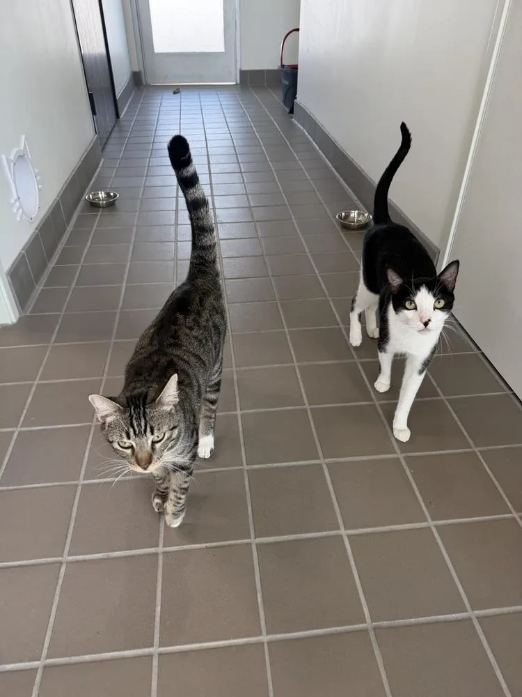 An adult large-sized male Black & White / Tuxedo Domestic Short Hair cat named Chuck for adoption in tucson, AZ