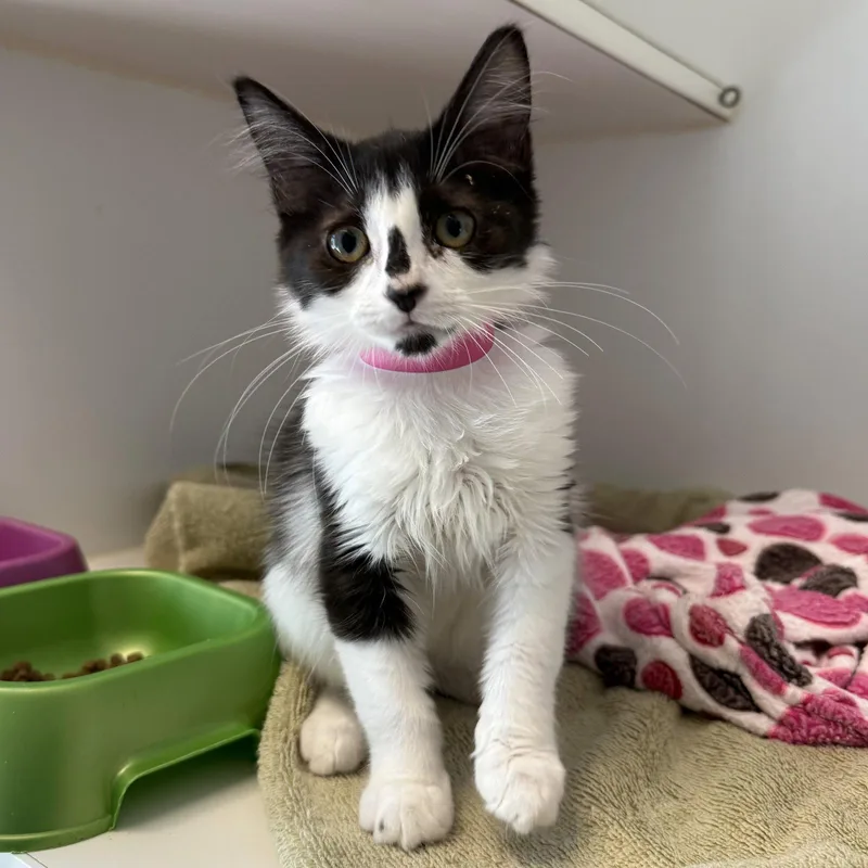 A baby small-sized female Black Domestic Medium Hair cat named Beyonce for adoption in Oakland, CA