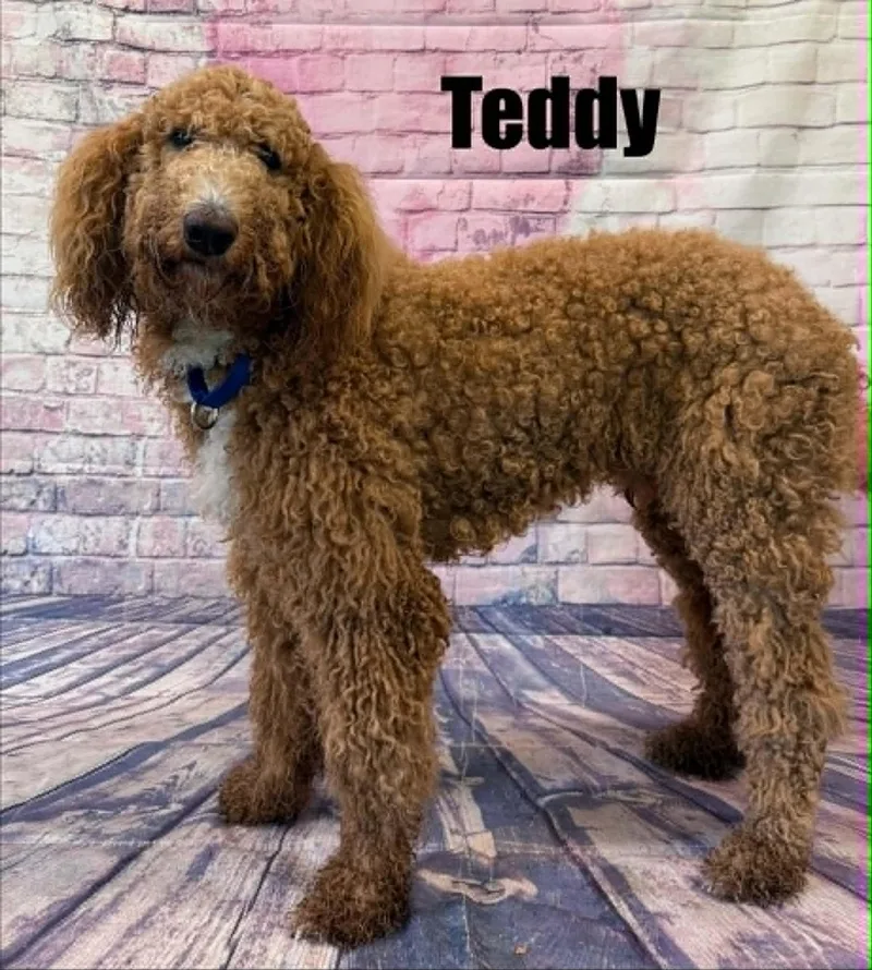 A young medium-sized male Golden Goldendoodle dog named Teddy for adoption in Quincy, MI