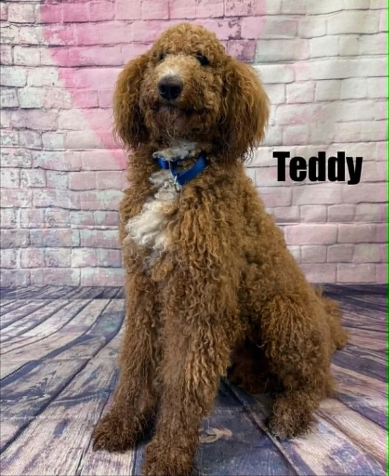 Teddy thumbnail 3