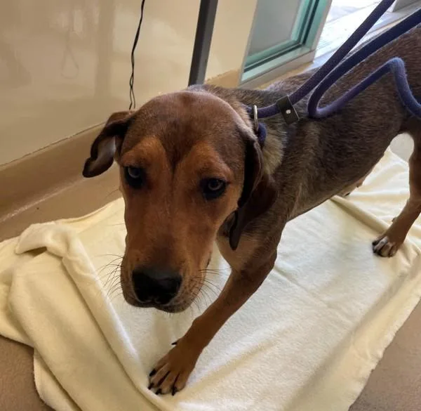An adult large-sized female Hound dog named Piper for adoption in Walnut Creek, CA