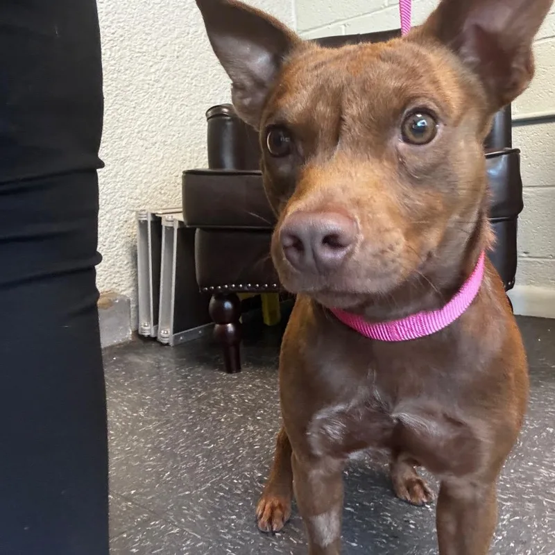 An adult medium-sized male Mixed Breed dog named DBig Red for adoption in Tulsa, OK