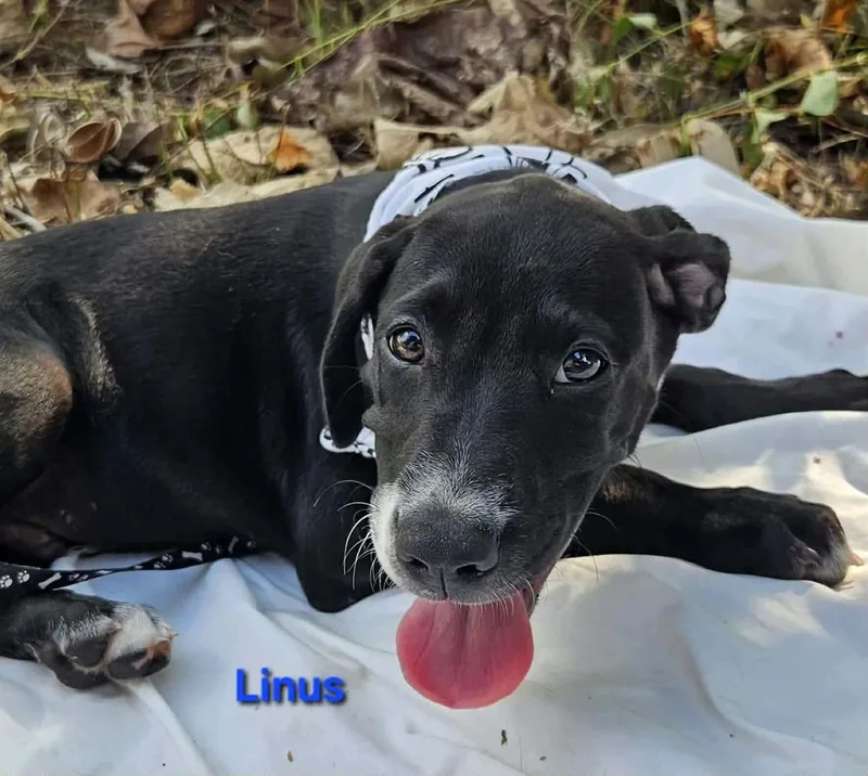 Linus