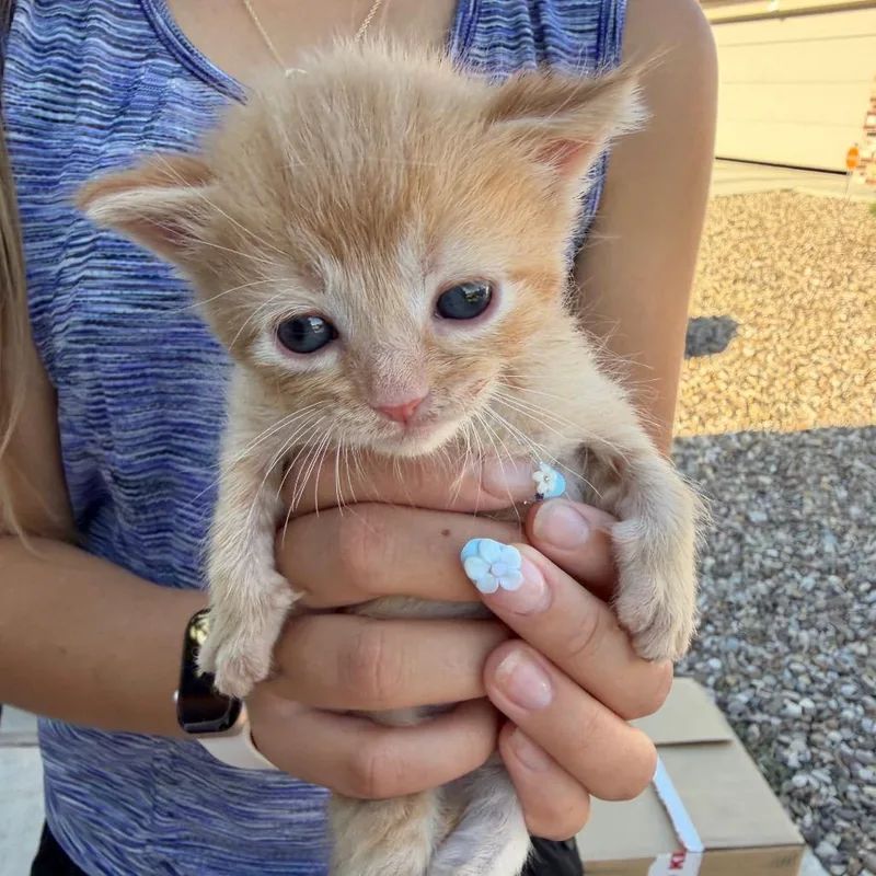 A baby small-sized male Domestic Medium Hair cat named Sonny for adoption in Midland, TX