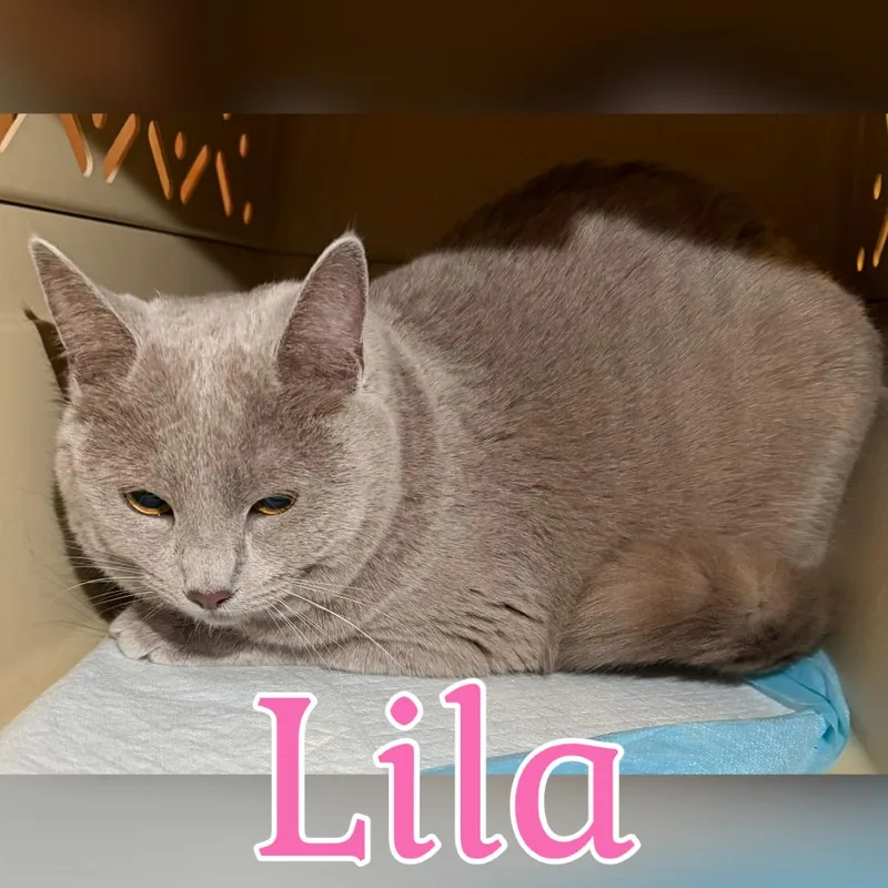 Lila