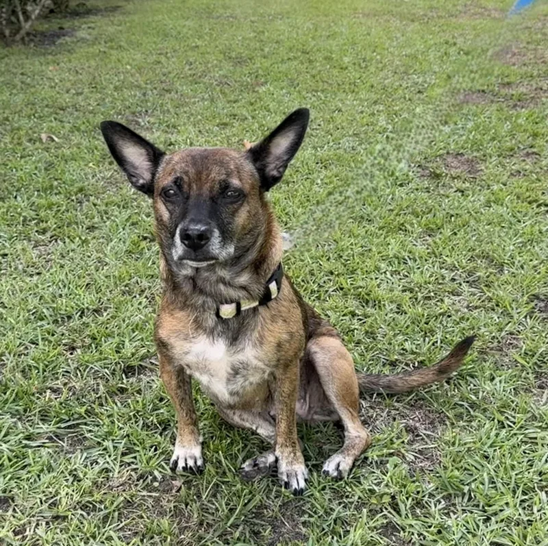 An adult small-sized female Mixed Breed dog named Penelope for adoption in Slidell, LA