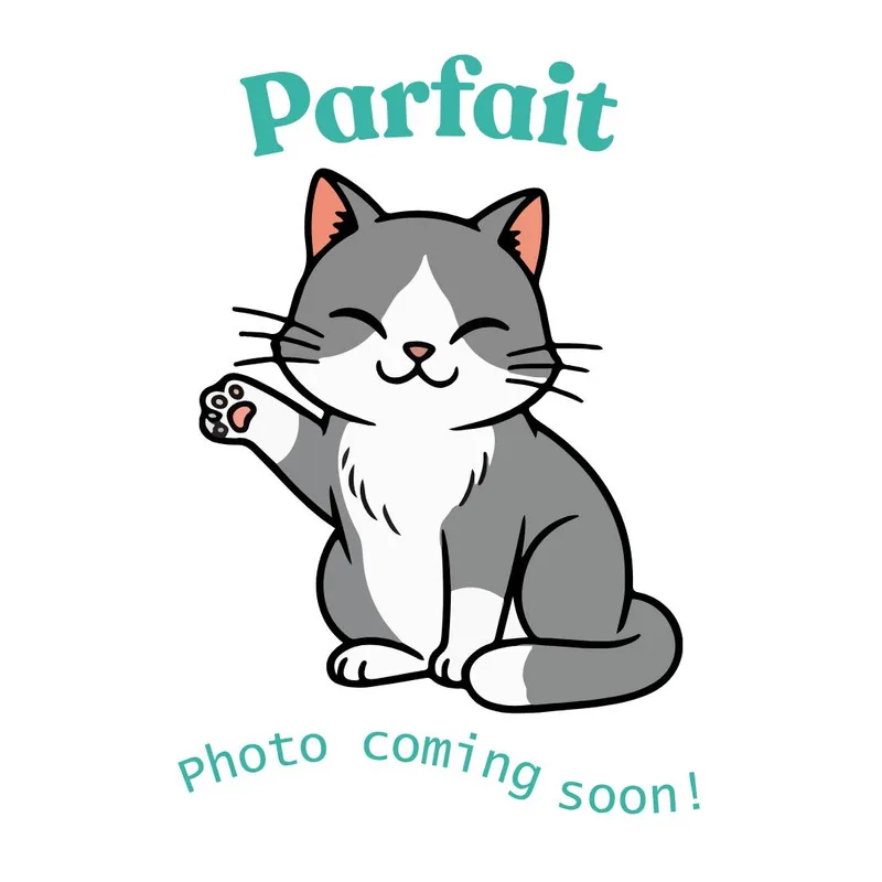 A baby medium-sized female Gray & White American Shorthair cat named Parfait for adoption in Houston, TX
