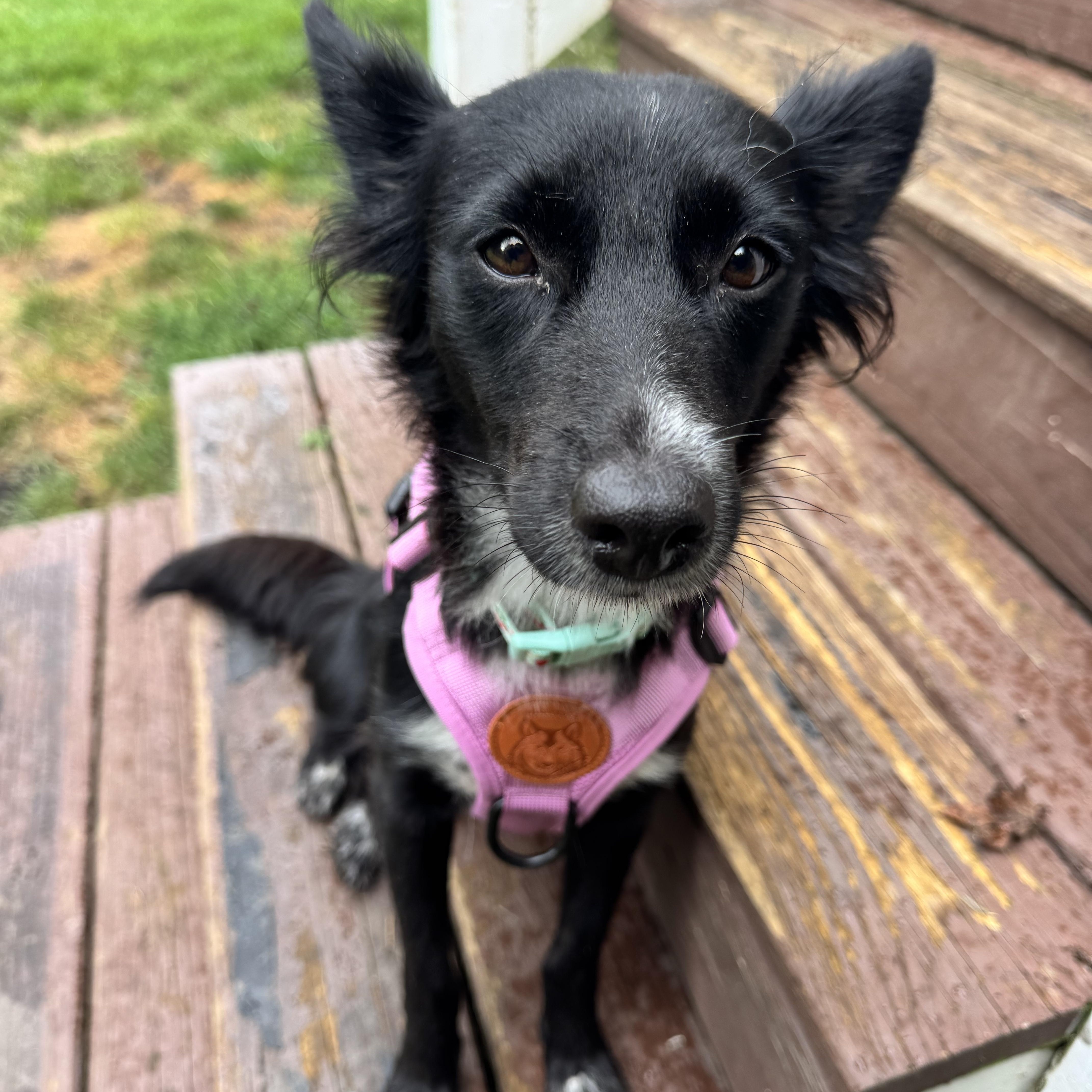A young small-sized female Border Collie dog named Demi for adoption in Gainesville, VA