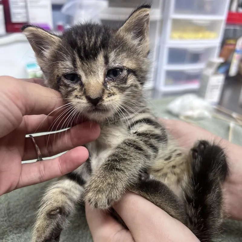 A baby small-sized female Brown / Chocolate Domestic Short Hair cat named Wendy for adoption in Ridgely, MD