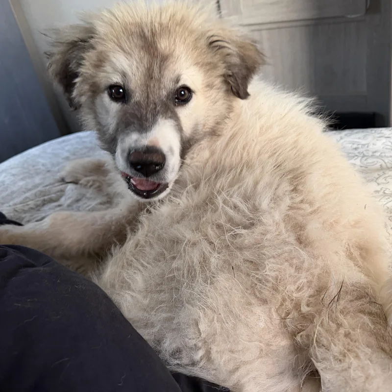 A baby extra large-sized male White / Cream Great Pyrenees dog named Jack for adoption in Claremont, NC