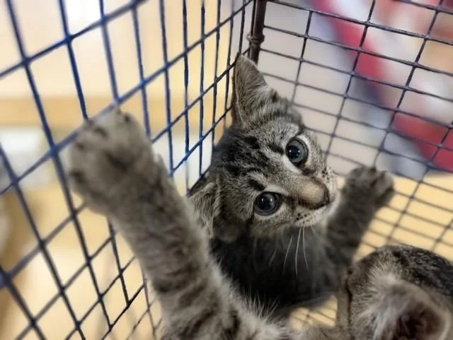 A baby small-sized female Domestic Short Hair cat named Malani for adoption in Miami, FL