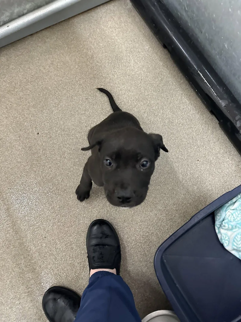 A baby medium-sized female Labrador Retriever dog named Poppi for adoption in San Diego, CA