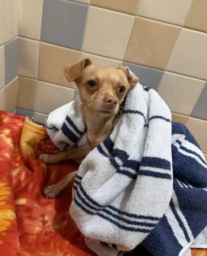 An adult small-sized male Mixed Breed dog named Canelo for adoption in Longmont, CO
