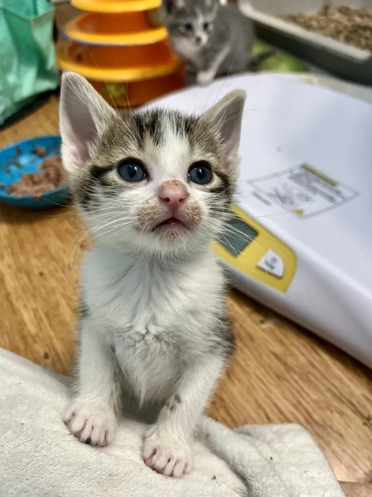 A baby small-sized male Domestic Short Hair cat named Joshua for adoption in Emerald Isle, NC