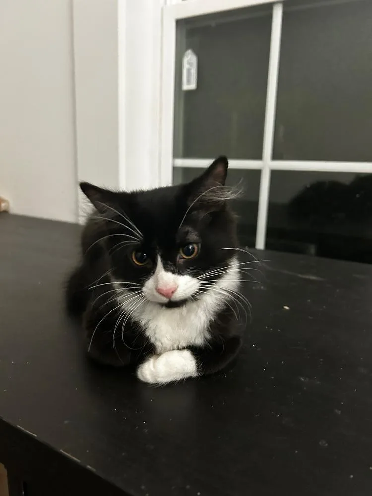 An adult large-sized male Domestic Short Hair cat named Fergus MW for adoption in Greenville, SC