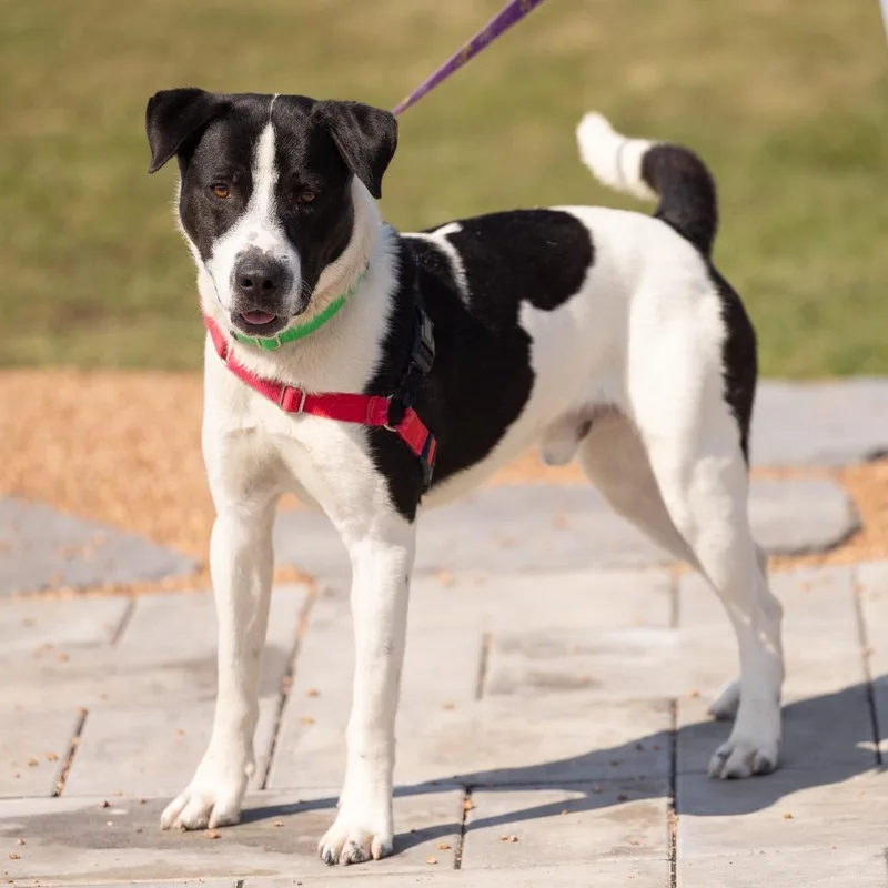 An adult medium-sized male White / Cream Mixed Breed dog named Max for adoption in Waukesha, WI