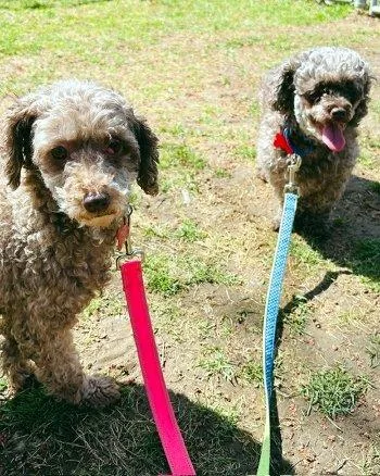 Lucy And Ethel thumbnail 2