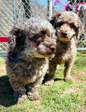 An adult small-sized female Apricot / Beige Miniature Poodle dog named Lucy And Ethel for adoption in Bedford Hills, NY
