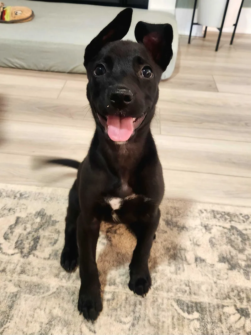 A baby medium-sized female Black German Shepherd Dog dog named Zoe for adoption in Fuquay Varina, NC