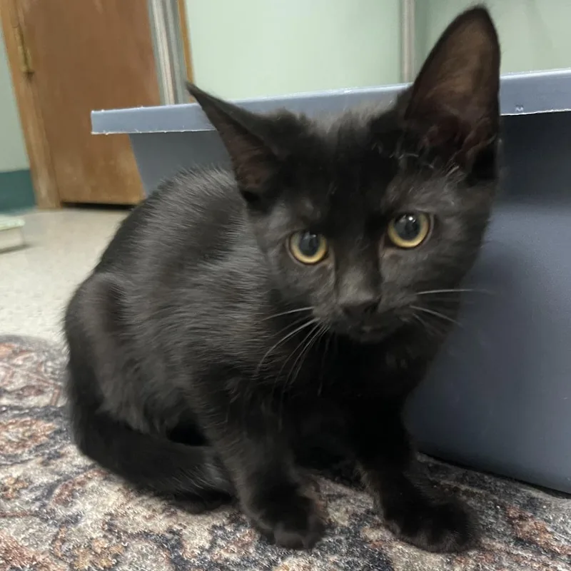 A baby small-sized female Black Domestic Short Hair cat named Theodosia for adoption in Shawnee, KS