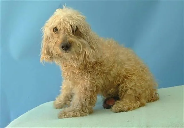 An adult small-sized female Cocker Spaniel dog named Sadie for adoption in Gardena, CA