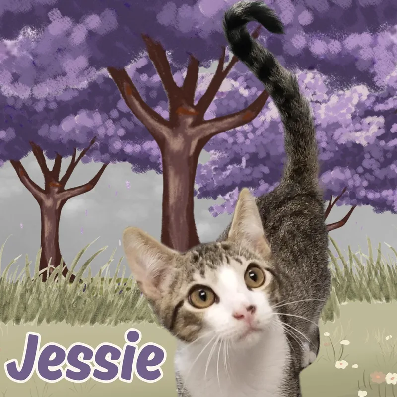 A young medium-sized male Tabby (Gray / Blue / Silver) Domestic Short Hair cat named Jessie for adoption in Aransas Pass, TX