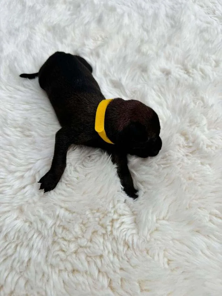 A baby small-sized female Tricolor (Brown, Black, & White) Belgian Shepherd / Malinois dog named New Light Litter Lumen for adoption in Imlay City, MI