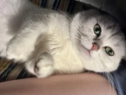 An adult small-sized male Scottish Fold cat named Sylvio for adoption in Fort Worth, TX