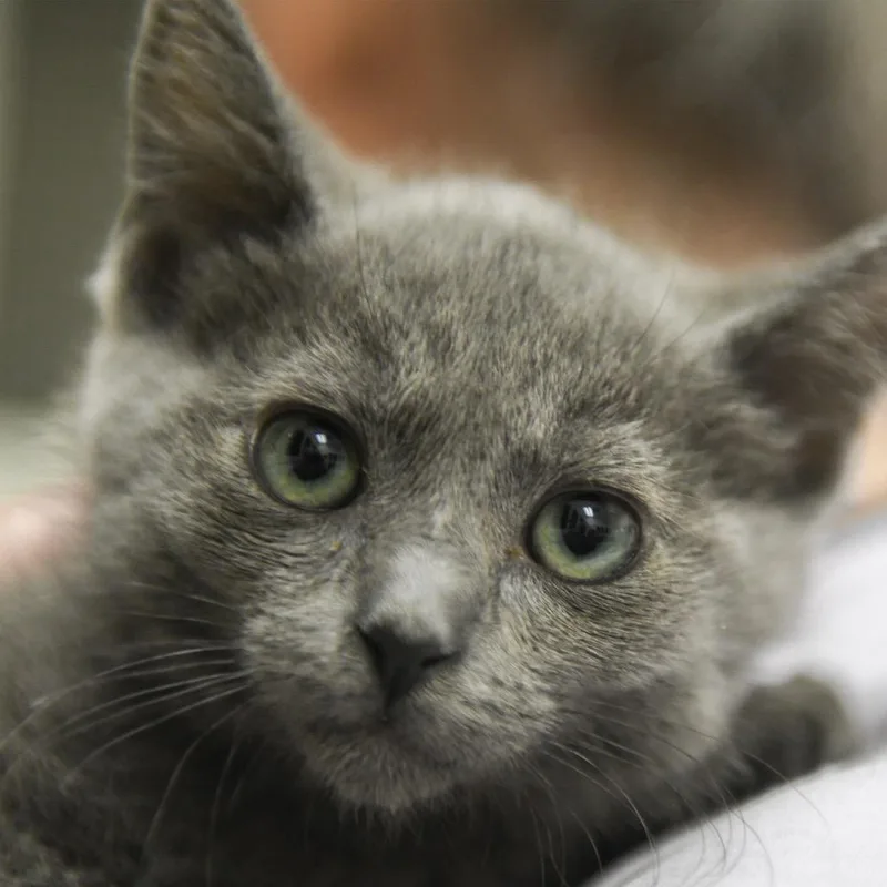 A baby small-sized female Gray / Blue / Silver Domestic Short Hair cat named Maggie for adoption in Redwood City, CA