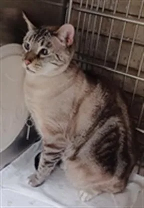 A young small-sized male Domestic Short Hair cat named Suede for adoption in Baldwin Park, CA