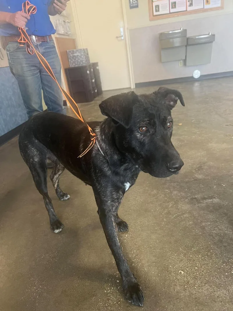 An adult medium-sized female Dutch Shepherd dog named Found stray: Lotte for adoption in Rockwall, TX