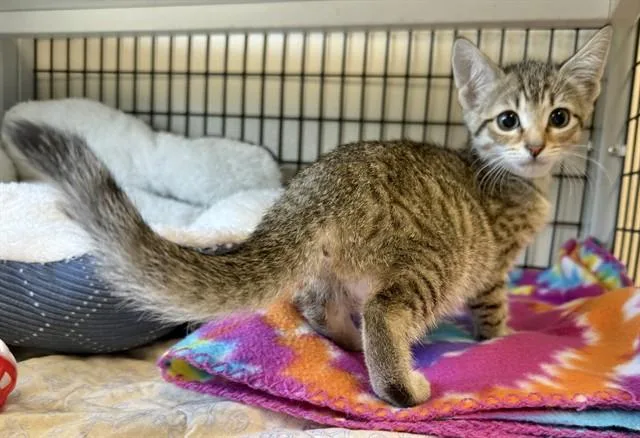 A baby small-sized female Domestic Short Hair cat named Olivia for adoption in Sarasota, FL