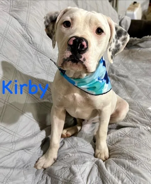 A young medium-sized male Boxer dog named Kirby for adoption in Zimmerman, MN