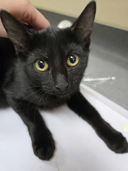 A baby small-sized female Domestic Short Hair cat named Tarot for adoption in Kennewick, WA