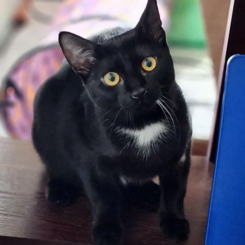 An adult medium-sized female Black Domestic Short Hair cat named Eclipse for adoption in Newport News, VA