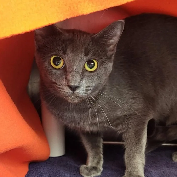An adult medium-sized female Gray / Blue / Silver Domestic Short Hair cat named Rainy for adoption in Fort Wayne, IN
