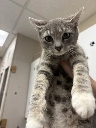 A young small-sized female Domestic Short Hair cat named Jordin for adoption in Palm Coast, FL