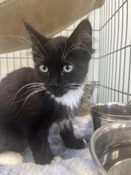 A young small-sized female Domestic Short Hair cat named Penelope for adoption in Baton Rouge, LA