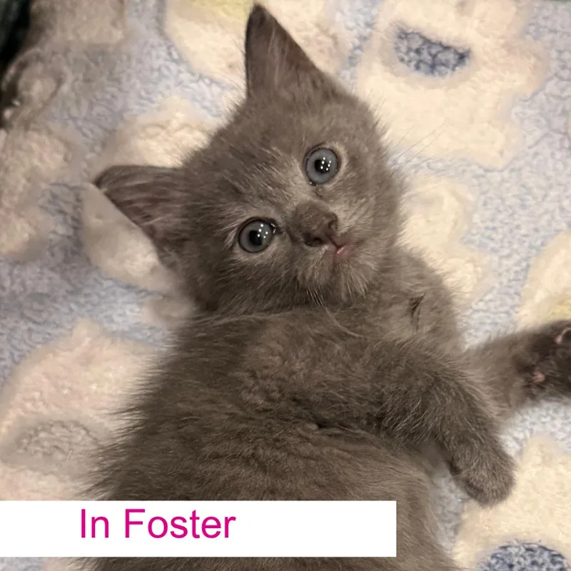 A baby small-sized female Gray / Blue / Silver Domestic Short Hair cat named Edith for adoption in Chapel Hill, NC