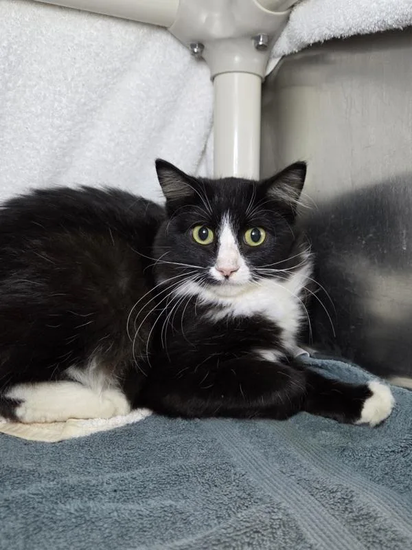 A young small-sized female Domestic Medium Hair cat named Scalene for adoption in Millersville, MD