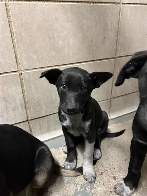 A baby small-sized male German Shepherd Dog dog named Fez for adoption in Stockton, CA