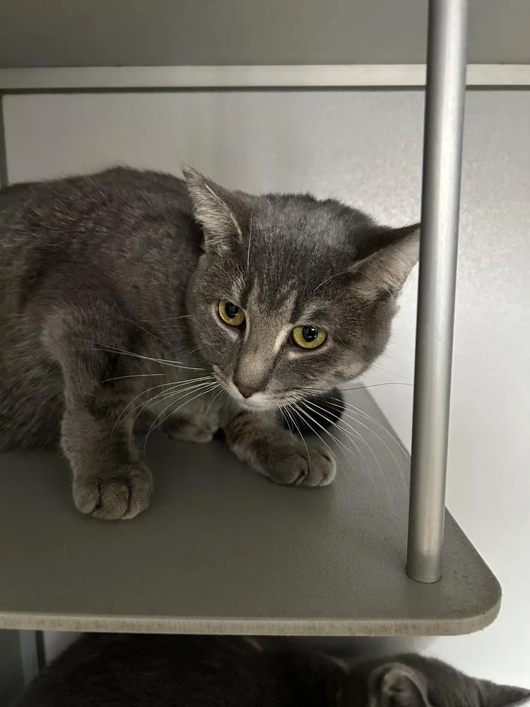 A young medium-sized female Gray / Blue / Silver Domestic Short Hair cat named Viola for adoption in Anoka, MN