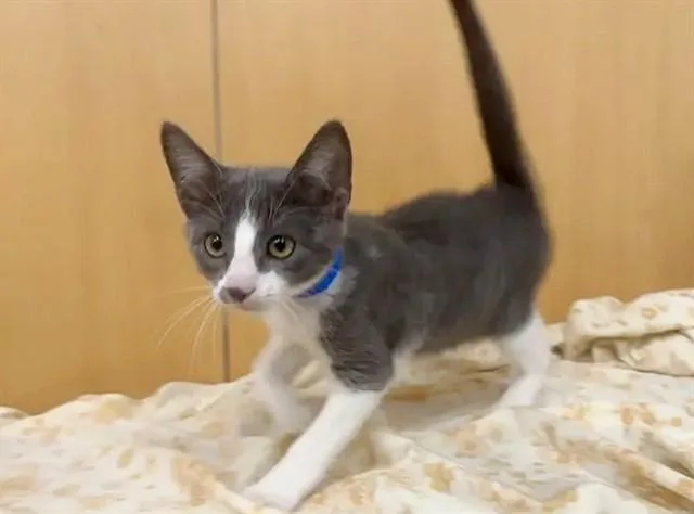 A baby small-sized male Domestic Short Hair cat named Pop for adoption in Saint Louis, MO