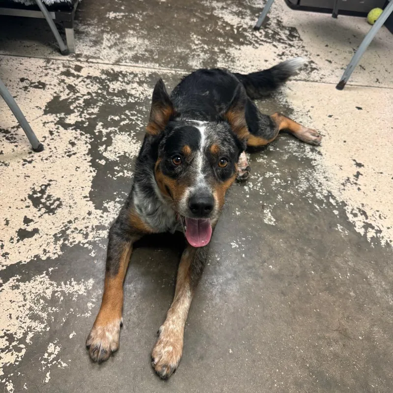 An adult medium-sized male Black Australian Cattle Dog / Blue Heeler dog named Harley for adoption in Columbia, MO
