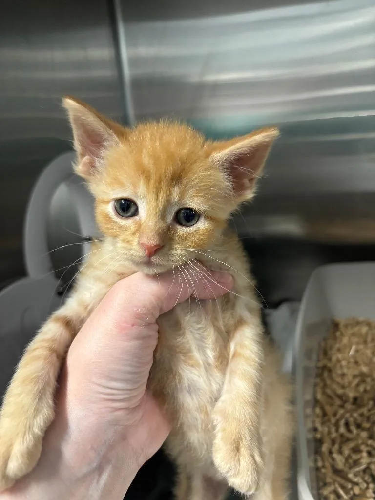A baby medium-sized male Domestic Short Hair cat named Scarecrow for adoption in Bloomington, IN