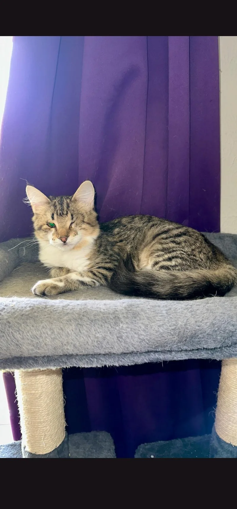 A baby medium-sized male Tabby cat named Kiefer for adoption in Alexandria, LA
